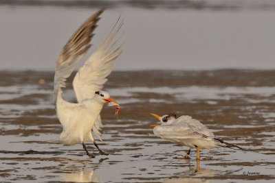 Royal Tern Chick Feeding
