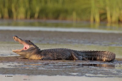 American Alligator