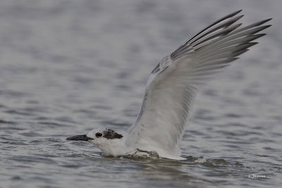 Gull-Billed Tern