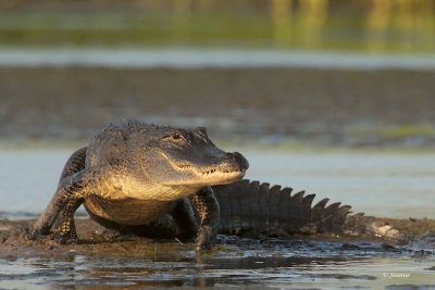 American Alligator