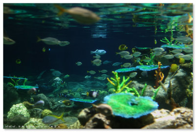Atoll Reef - Ocean Park