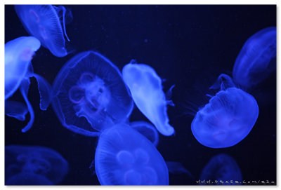 Sea Jelly Spectacular - Ocean Park