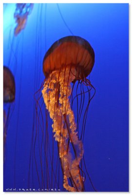 Sea Jelly Spectacular - Ocean Park