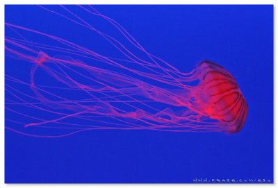 Sea Jelly Spectacular - Ocean Park