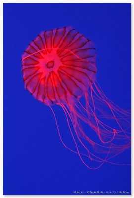 Sea Jelly Spectacular - Ocean Park