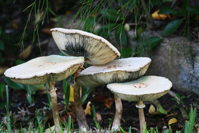 img_6289_toadstools.jpg