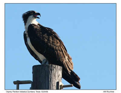 img_6433_Osprey_13x72.jpg