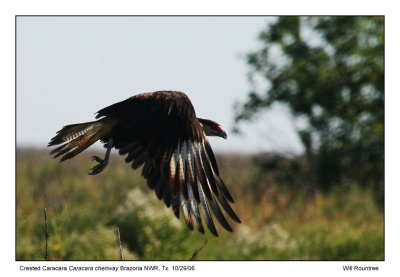 img_6482_Caracara_13x72.jpg