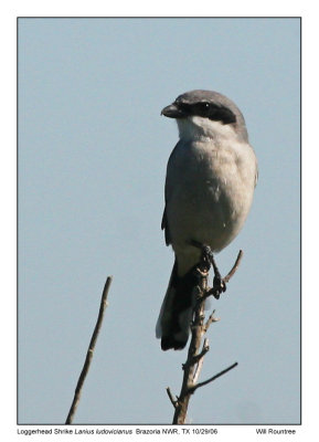 img_6470_LShrike_13x72.jpg