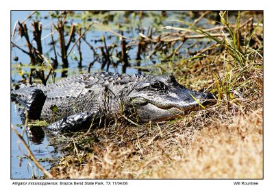 img_6820_gator_13x72.jpg