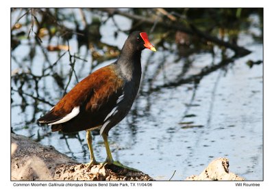 img_6827_CMoorhen_13x72.jpg