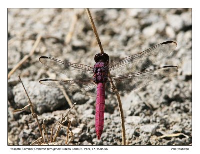 img_6911_RSkimmer_13x72.jpg