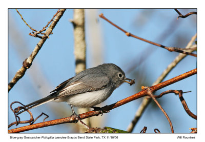 img_7020_BluegrayGnat_13x72.jpg
