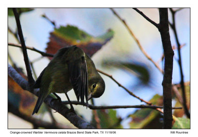 img_7131_OCWarbler_13x72.jpg
