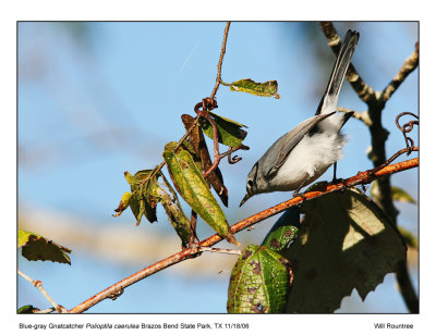 img_7011_BluegrayGnat_13x72.jpg