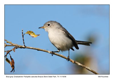 img_7029_BluegrayGnat_13x72.jpg