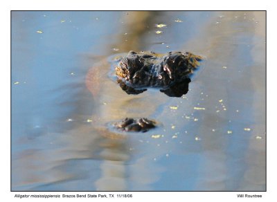 img_7074_gator_13x72.jpg