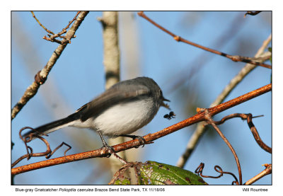 img_7023_BluegrayGnat_13x72.jpg