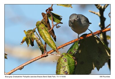 img_7008_BluegrayGnat_13x72.jpg