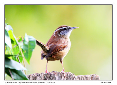 IMG_7396_CarWren_13x72.jpg