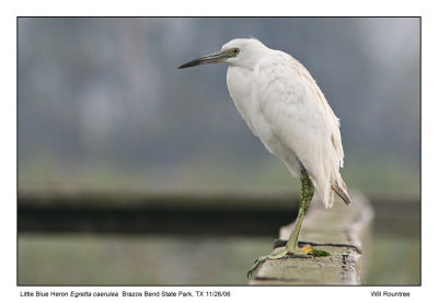 img_7488_LBHeron_13x72.jpg