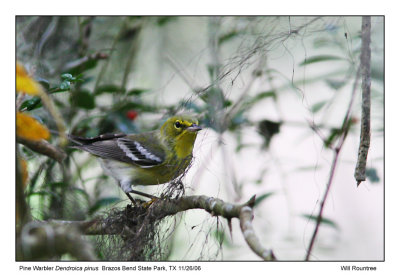 img_7553_PineWarb_13x72.jpg