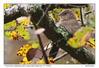 img_7788_HouseWren_13x72.jpg