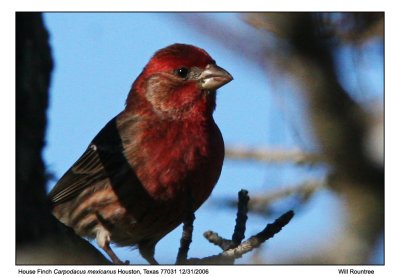 img_8630_HFinch_13x72.jpg