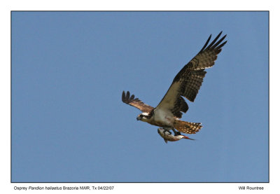 img_3803_Osprey_13x72.jpg