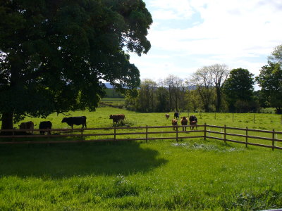 mayo1 008.jpg