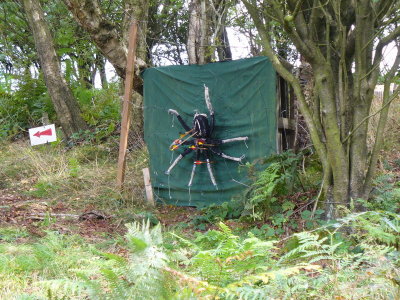 spider.jpg