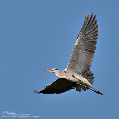 Grey Heron

Scientific name - Ardea cinerea

Habitat - Uncommon in wetlands.

[20D + 400 5.6L, hand held]