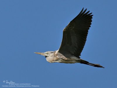 Grey Heron 

Scientific name - Ardea cinerea 

Habitat - Uncommon in wetlands.

[20D + 400 5.6L, hand held]
