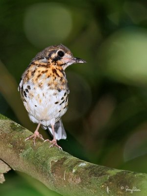 Thrushes and Fly-eaters