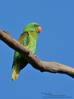 Blue-naped Parrot
(a near Philippine endemic)
Scientific name - Tanygnathus lucionensis
Habitat - uncommon in forest and forest edge.
[20D + 400 5.6L + Tamron 1.4x TC,on tripod, 560 mm, f/11)