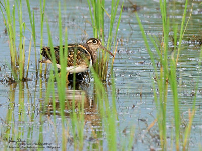 Greater Painted-Snipe(Male) 

Scientific name - Rostratula benghalensis 

Habitat - Uncommon in shallow grassy wetlands. 

[350D + Sigmonster (Sigma 300-800 DG), 50 meters distance]