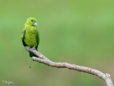 The Uncommon Green Racquet-Tail