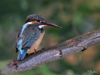 Common Kingfisher 

Scientific Name - Alcedo atthis 

Habitat - Along coasts, fish ponds and open rivers. 

[20D + 400 5.6L, hand held] 
