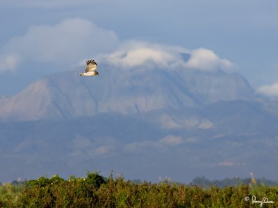 A Pied Harrier hunts over the wetlands, with the foothills of the Sierra Madre mountains in the background.