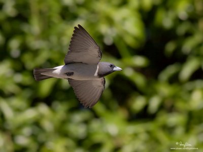 White-breasted Wood-swallow 

Scientific name - Artamus leucorynchus 

Habitat - From open country to clearings at forest edge up to 1800 m. 

[1DM2 + 400 5.6L, hand held] 
