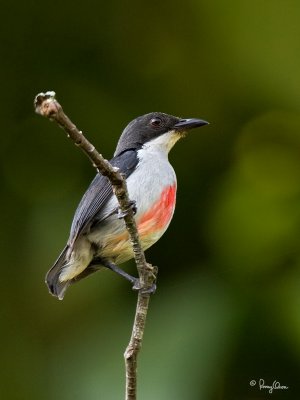 Red-keeled Flowerpecker 
(a Philippine endemic) 

Scientific name - Dicaeum australe australe 

Habitat - Canopy of forest, edge and flowering trees.

[20D + Sigmonster (Sigma 300-800 DG)]
