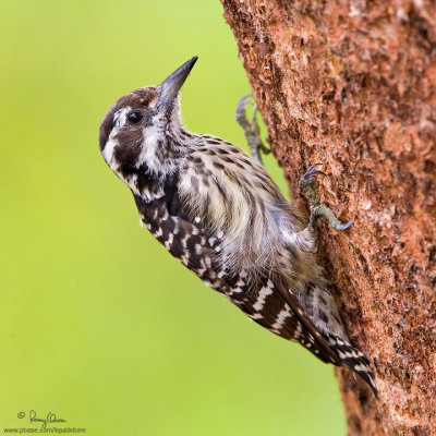 Philippine Woodpecker 
(a Philippine endemic) 

Scientific name - Dendrocopos maculatus 

Habitat - Smallest Philippine woodpecker, common in lowland and montane forest and edge, 
in understory and canopy. 

[20D + 500 f4 IS + Canon 1.4x TC, on tripod] 
