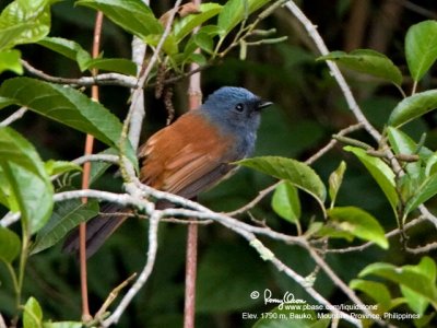 Blue-headed Fantail 
(a Philippine endemic) 

Scientific name - Rhipidura cyaniceps 

Habitat - Common in forest up to 2000 m. 

[20D + 500 f/4 L IS + Canon 1.4x TC, hand held]
