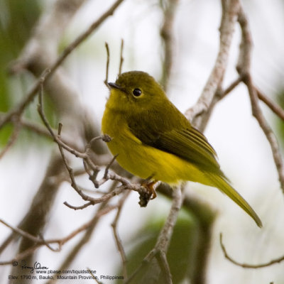 Citrine Canary-Flycatcher 

Scientific name - Culicicapa helianthea 

Habitat - Understory usually in montane forest. 

[20D + 500 f/4 L IS + Canon 1.4x TC, hand held]
