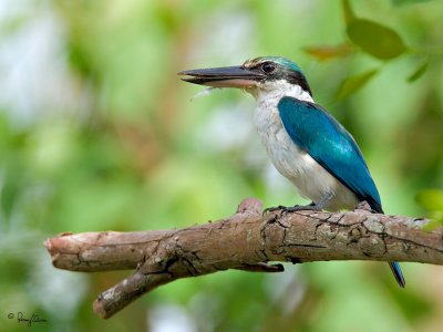 Collared Kingfisher 

Scientific name: Todiramphus chloris 

Habitat: Coastal areas to open country, but seldom in forest 

[20D + 500f/4 L IS + Canon 1.4x, hand held]
