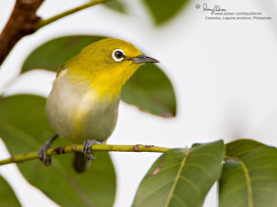 Lowland White-eye 
(a near Philippine endemic) 

Scientific name - Zosterops meyeni 

Habitat - Second growth, scrub and gardens. 

[20D + 500f/4 L IS + Canon 1.4x, hand held]

 

