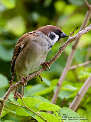 Eurasian Tree Sparrow 

Scientific name - Passer montanus 

Habitat - Common in virtually every inhabited island. 

[20D + 500f/4 L IS + Canon 1.4x, on tripod]