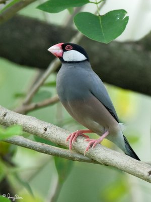 Java Sparrow 

Scientific name - Padda oryzivora 

Habitat - Uncommon in parks, residential areas and scrub, sometimes in neighboring ricefields. 

[350D + Sigmonster (Sigma 300-800 DG)] 
