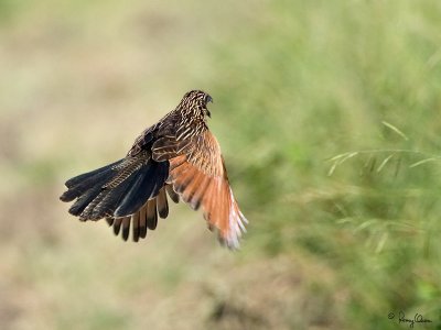 Lesser Coucal 

Scientific name - Centropus bengalensis 

Habitat - Grassland and open country. 

[1DM2 + 100-400 L IS + Tamron 1.4x TC, 560 mm, wide open (f/8), hand held]
