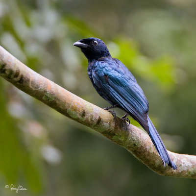 Mt. Makiling's Balicassiaos and Cuckoo-Shrikes